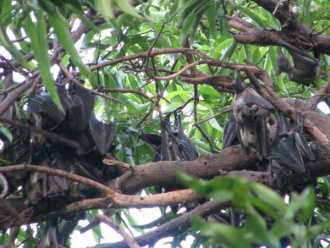 01 Chauves Souris